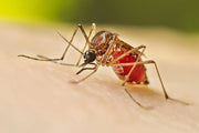 How to Prevent Dengue: Your Complete Guide to Staying Safe.