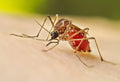 How to Prevent Dengue: Your Complete Guide to Staying Safe.
